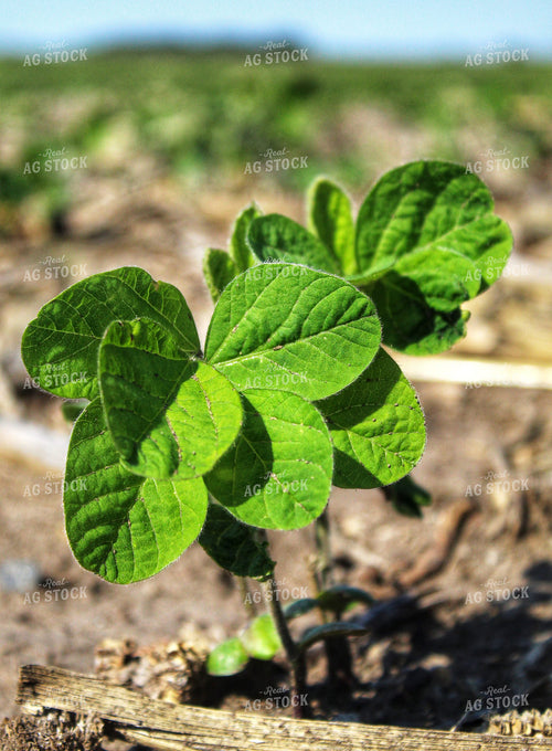 Midseason Soybeans 141287