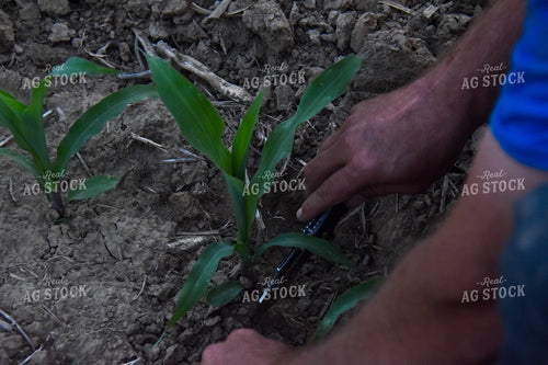 Agronomist Checking Soil 84196