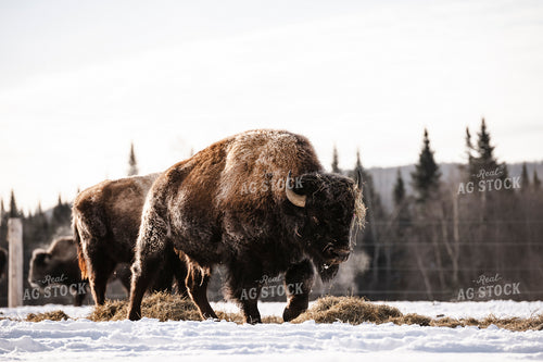 American Bison 195033