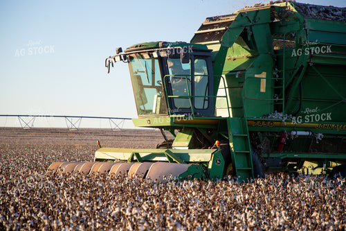 Cotton Harvest 208119