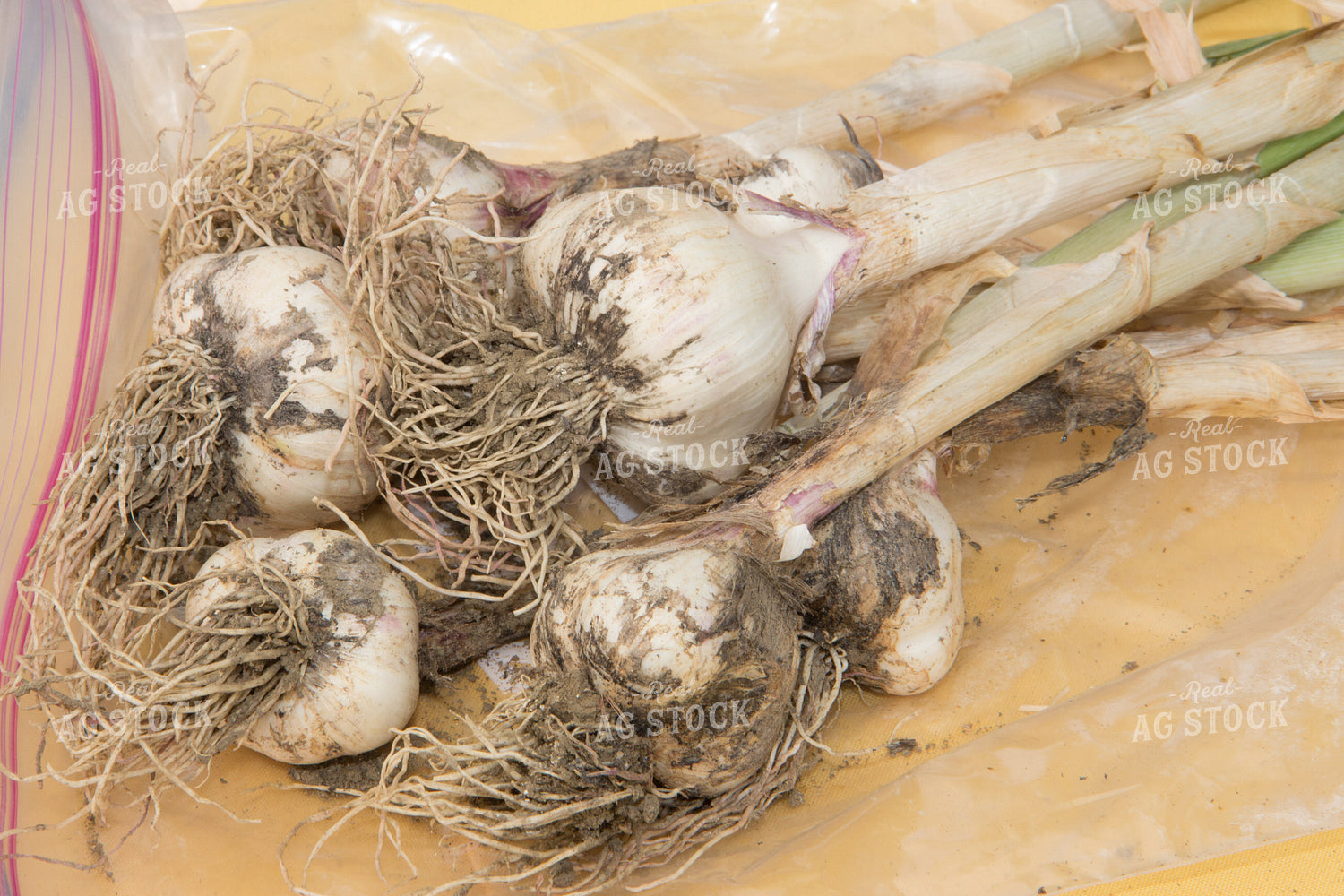 Garlic 105045