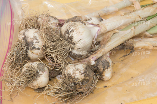 Garlic 105045