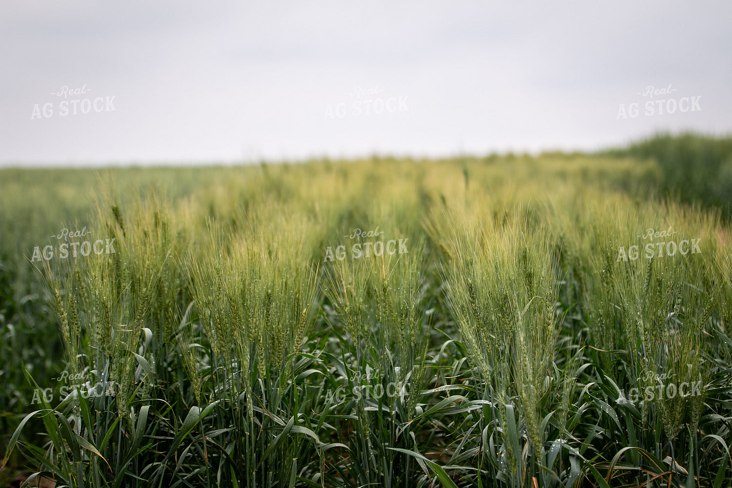 Hard Red Winter Wheat 202014