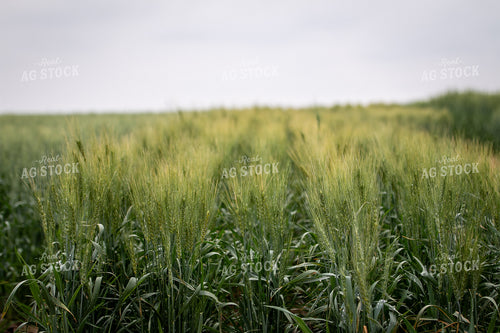 Hard Red Winter Wheat 202014