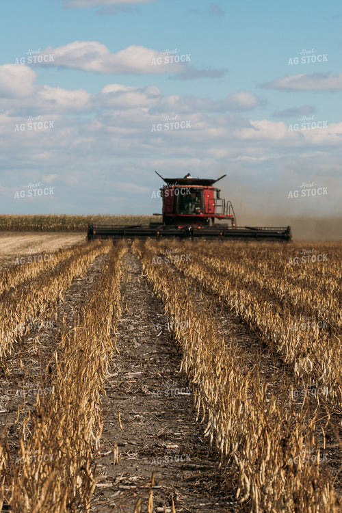 Edible Bean Harvest 204021