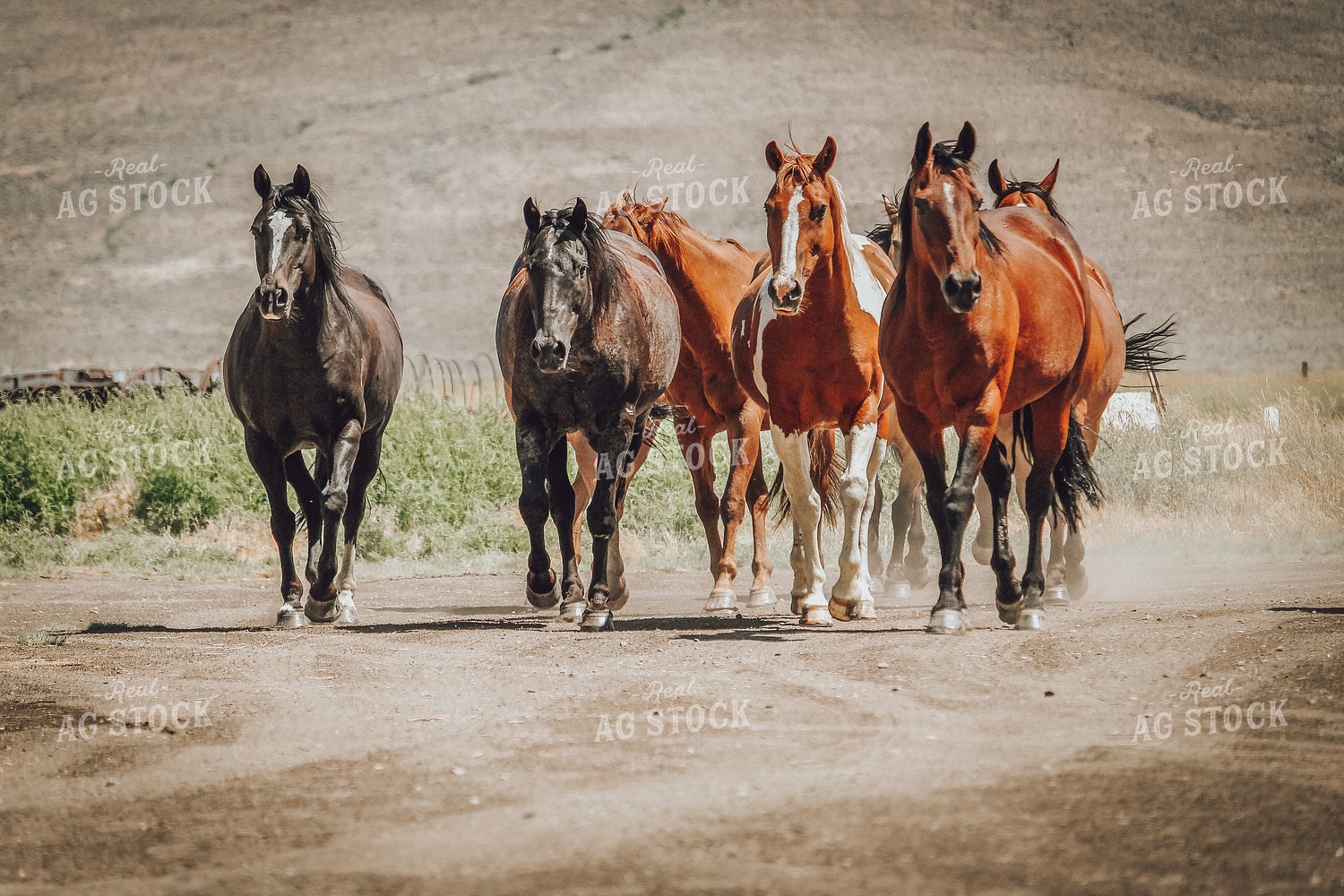 Horses Trotting 78012