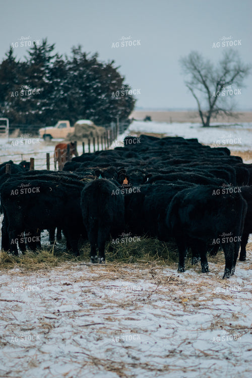 Cattle Eating Hay in Winter 53097