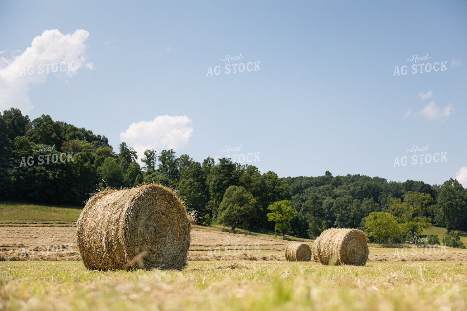 Hay Bales in Field 52959