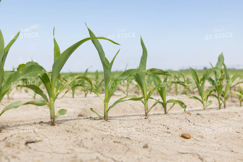 Early Growth Corn 79630