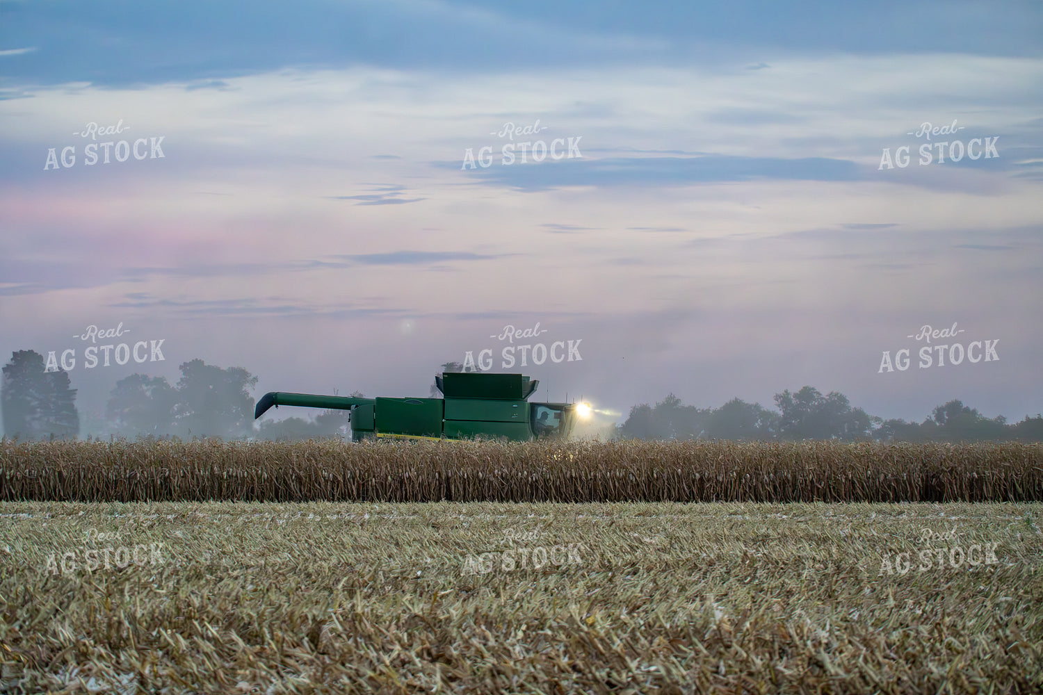 Corn Harvest 65525