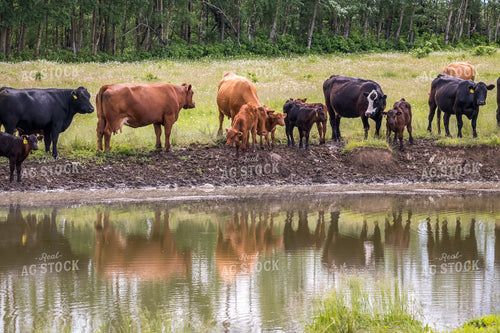 Cows & Calves Near Pond in Pasture 138023