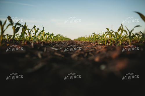 Rows of Early Stage Corn 4292