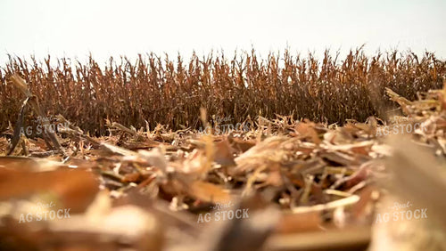 Harvesting Corn on Flat Ground - 460