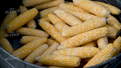 Family Shucking Sweet Corn - 269