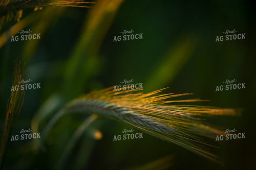 Cereal Rye 191088