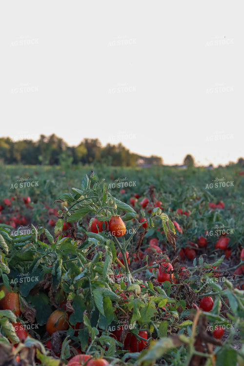Tomato Field 109109