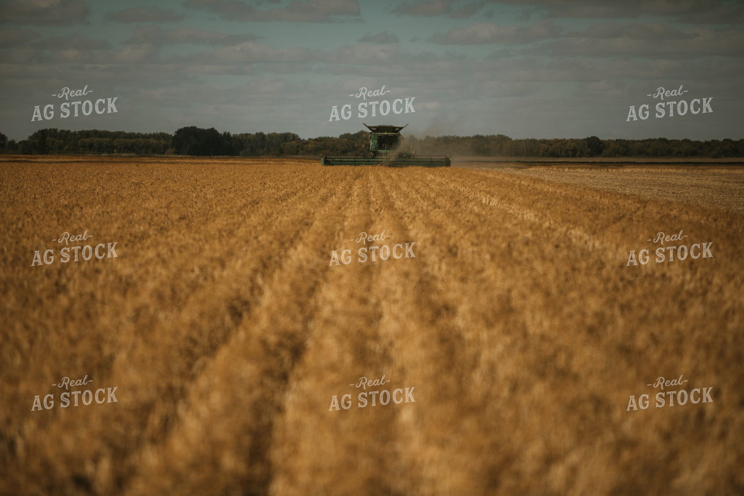 Combine Harvesting Beans 3294