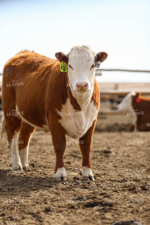 Hereford Cow in Farmyard 99011