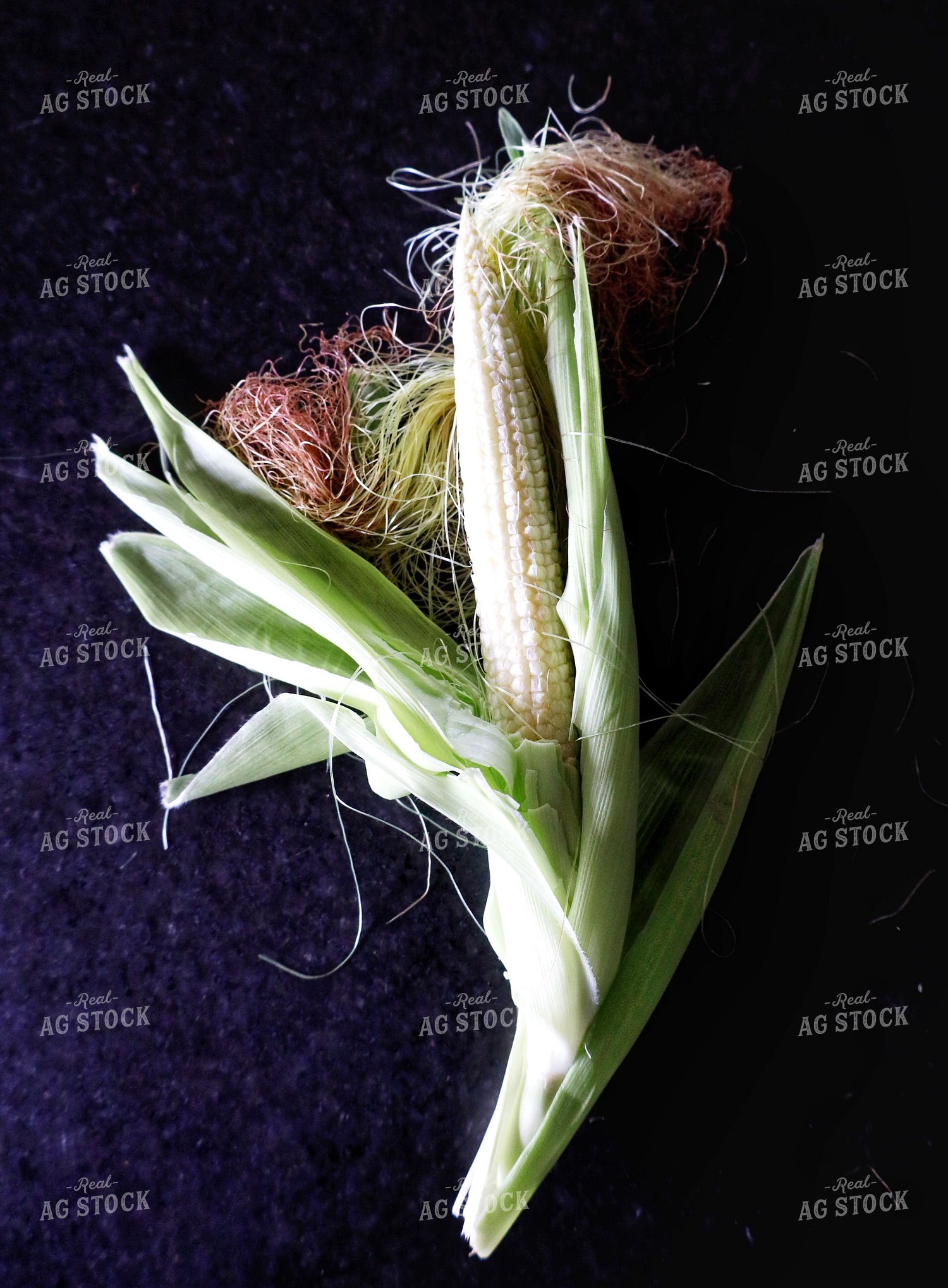 Immature Ear of Corn 141679