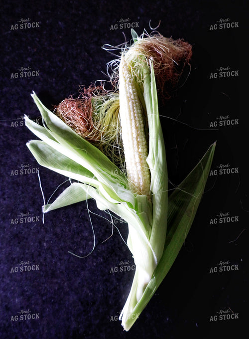 Immature Ear of Corn 141679
