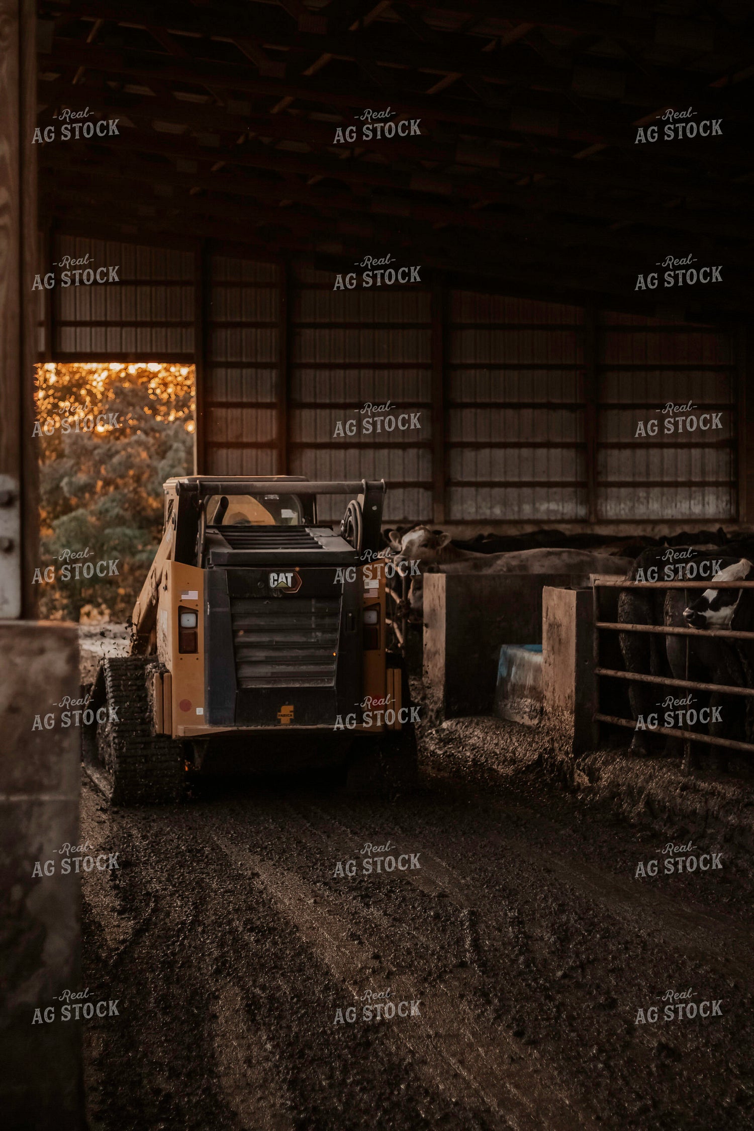Skid Steer in Cattle Barn 108019