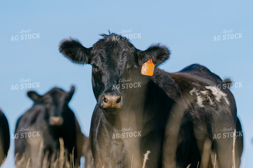 Cattle 68210