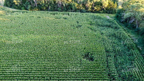 Aerial of Downed Corn 65438