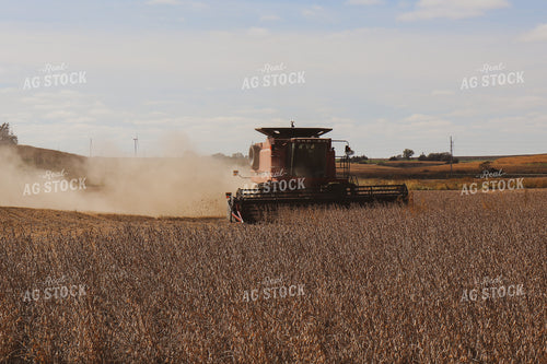 Soybean Harvest 67002