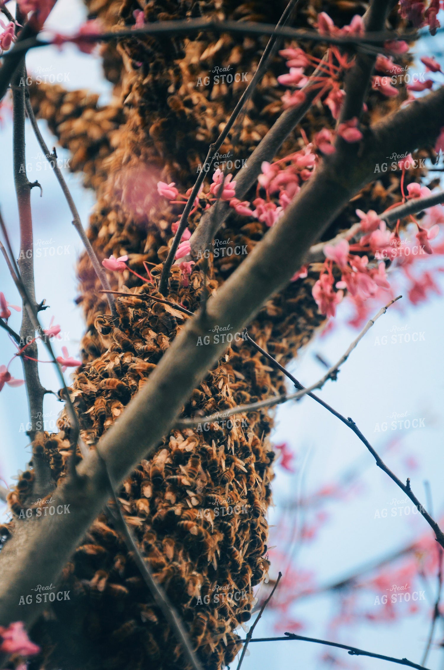 Bees 166005