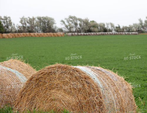 Hay Bales 141589
