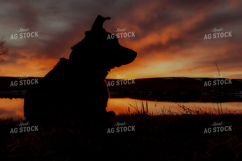 Dog Silhouette 58039