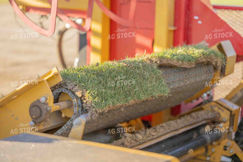 Sod Harvest 291029