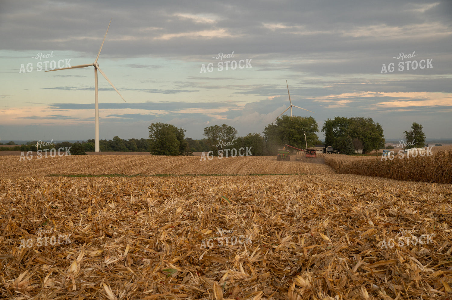 Corn Harvest 26031