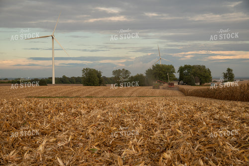 Corn Harvest 26031