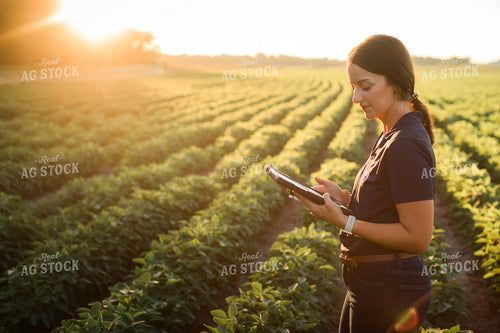Agronomist or Farmer in Soybean Field with Tablet 6091