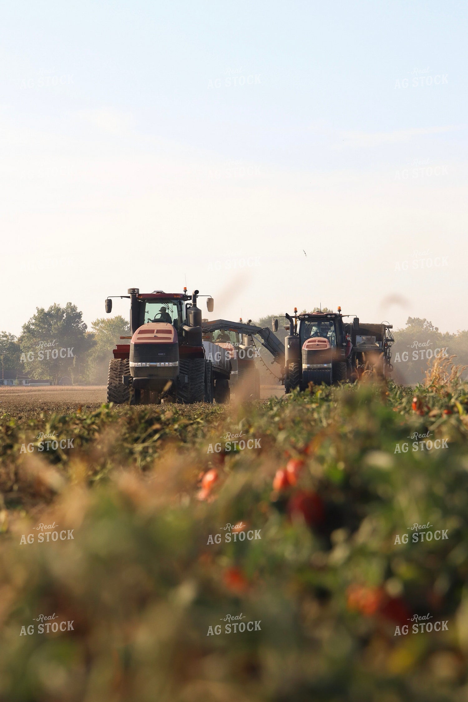 Tomato Harvest 109100