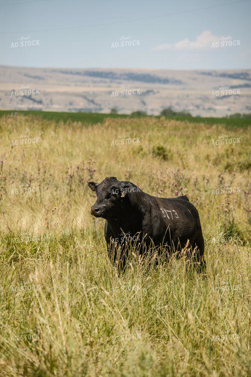 Angus Cow in Pasture 81004