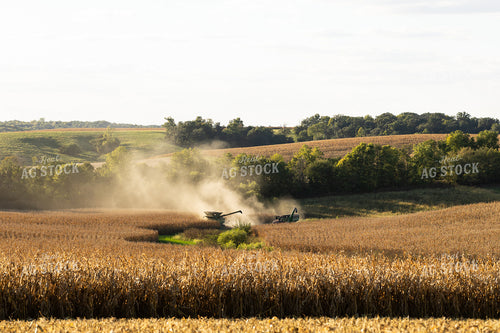 Corn Harvest 215139