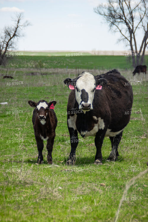 Angus Cross Cow Calf Pair 155180