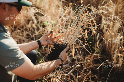 Farmer Agronomist Holding Dug Up V3 Soybeans in Rye Cover Crop Field 5832