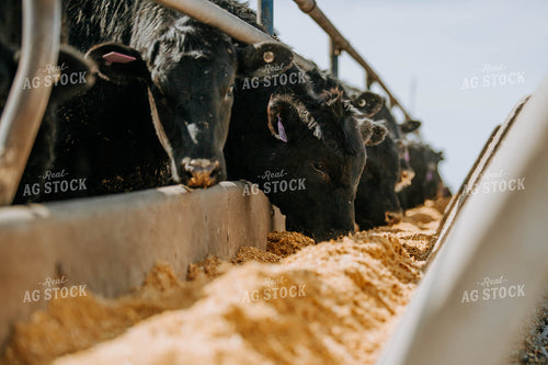 Cattle Eating out of Trough 77200