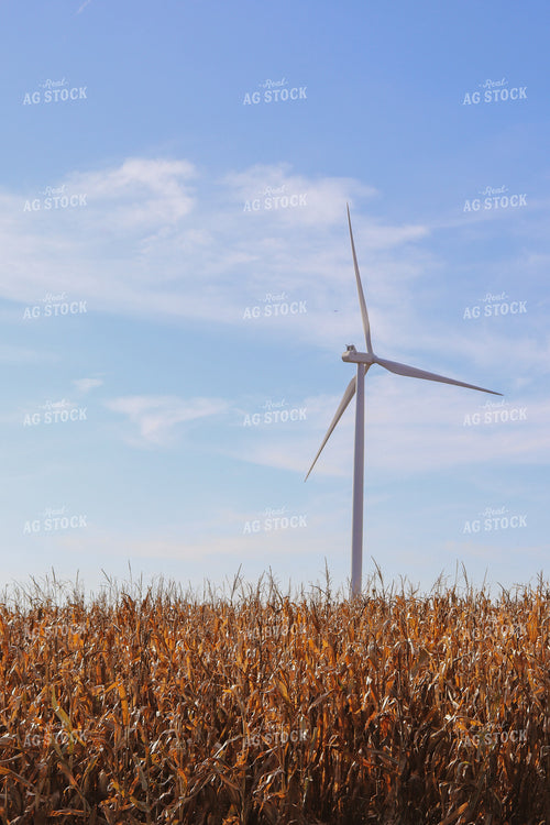 Dried Corn Field with Windmill 67008