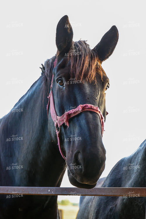 Horse 160427