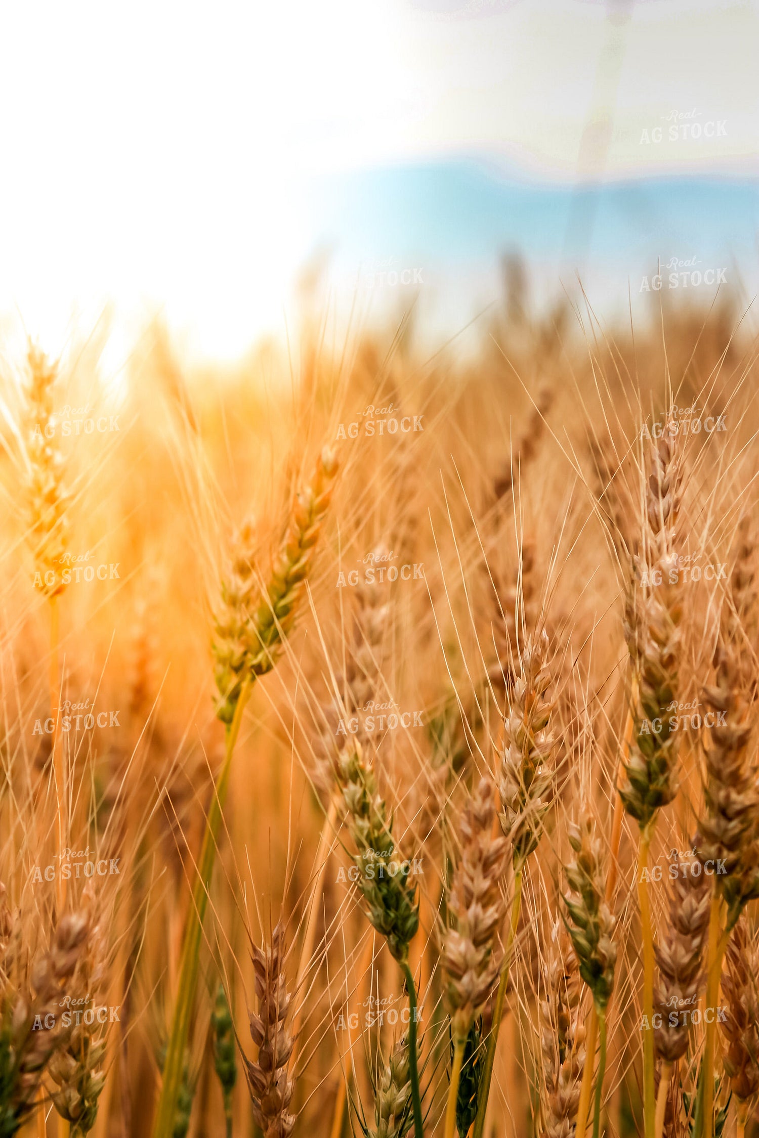 Close Up of Ripening Wheat 138051