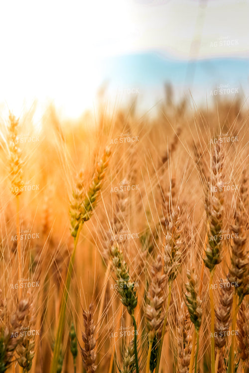 Close Up of Ripening Wheat 138051