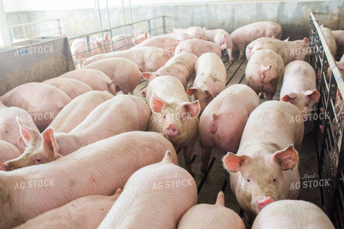 Finishing Pigs in Barn with Slatted Floor 3894