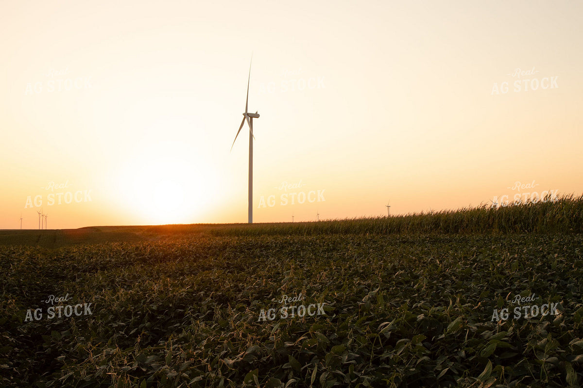 Wind Turbines Rising Over Soybean and Corn Fields at Sunset 415001