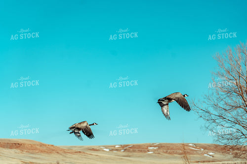 Geese 58080