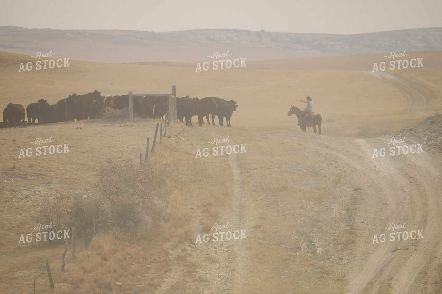 Moving Cattle 183002