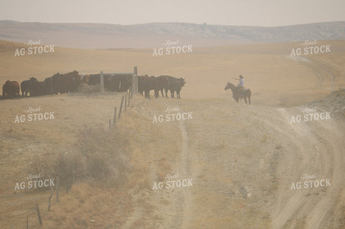 Moving Cattle 183002